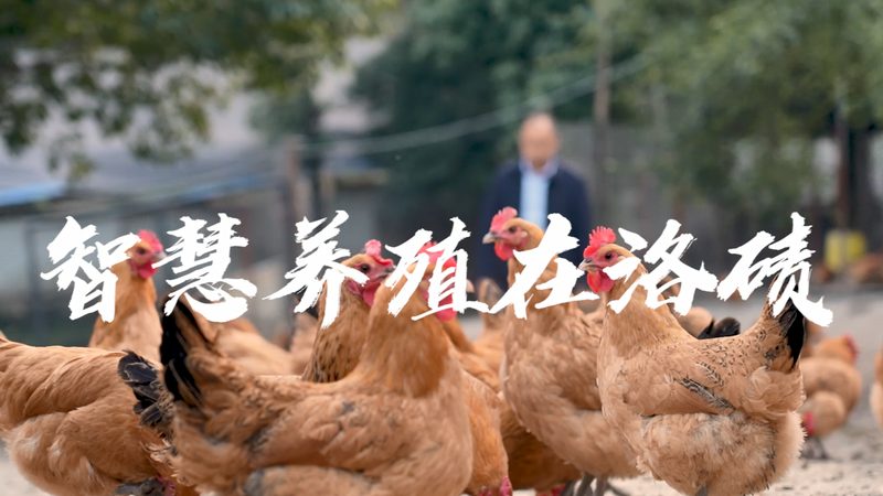 生物科技研发：揭秘从实验室到市场的关键阶段**