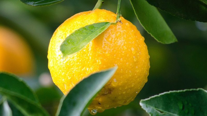 生物药CDMO厂房建设：规范背后的关键考量
